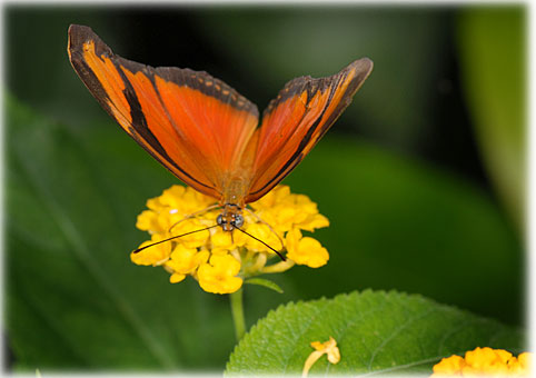 Dryas