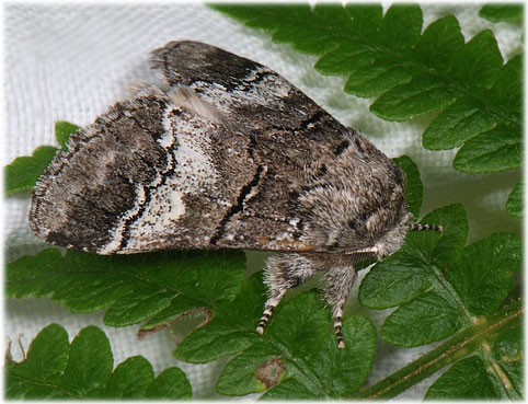 Drymonia querna