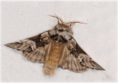 drymonia_dodonaea