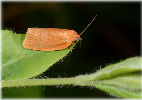 Clepsis consimilana