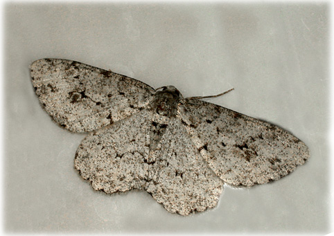 Ectropis crepuscularia