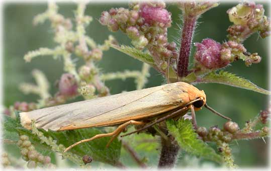 Eilema caniola