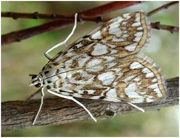 Elophila nympheata