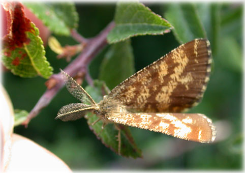 Ematurga atomaria