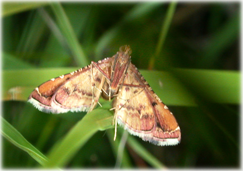 Endotricha flammealis