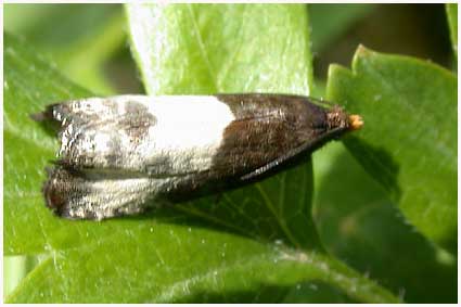 Notocelia Cynosbatella
