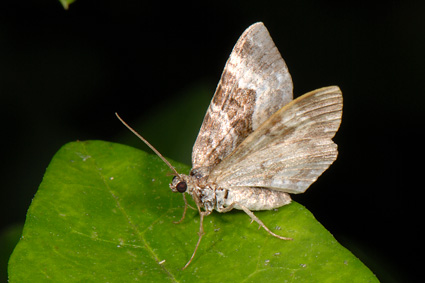 Epirrhoe alternata