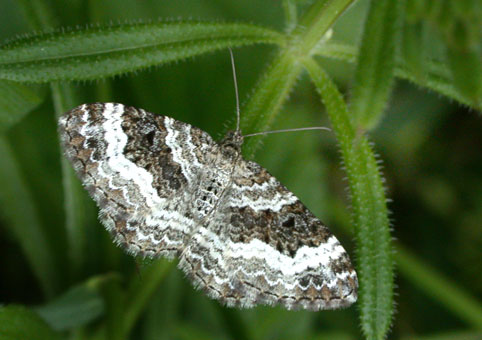 Epirrhoe alternata