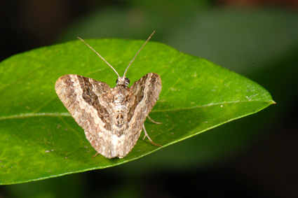 Epirrhoe alternata