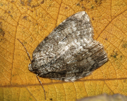 Epirrita dilutata