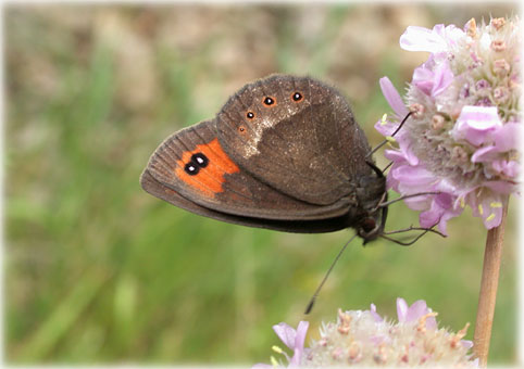 Erebia 