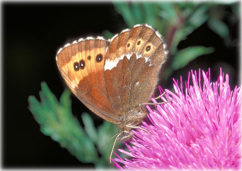 Erebia ligea