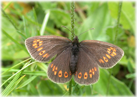 Erebia ligea