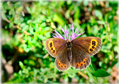 erebia