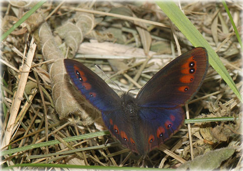 Erebia 