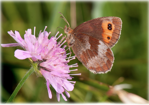 Erebia