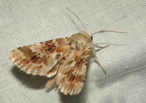 Eremobia ochroleuca