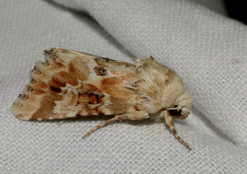 Eremobia ochroleuca