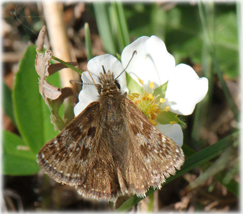 Erynnis tages