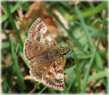 Erynnis tages