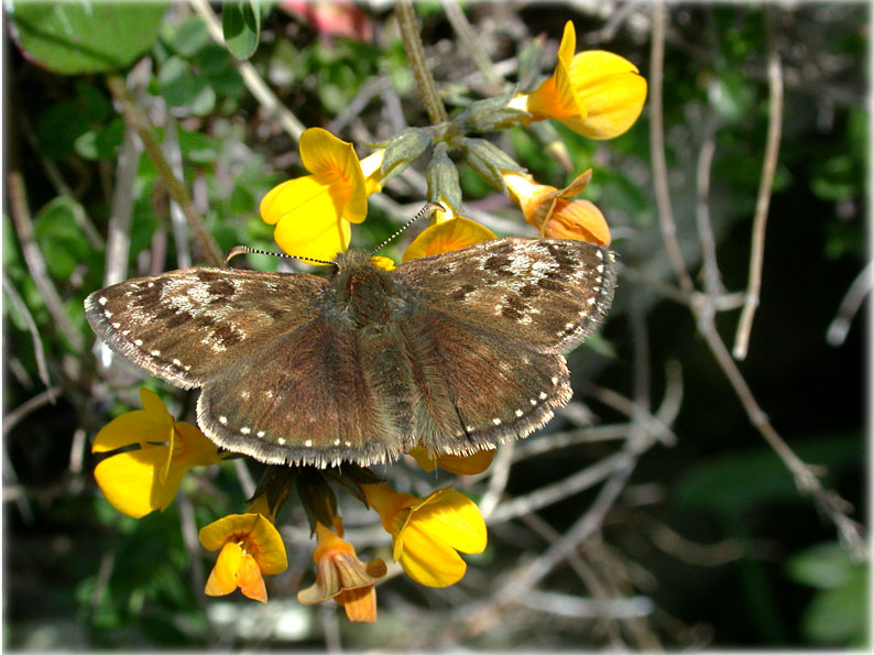 Erynnis Tages