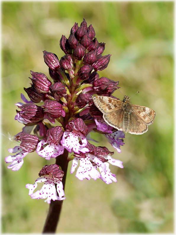 Erynnis tages