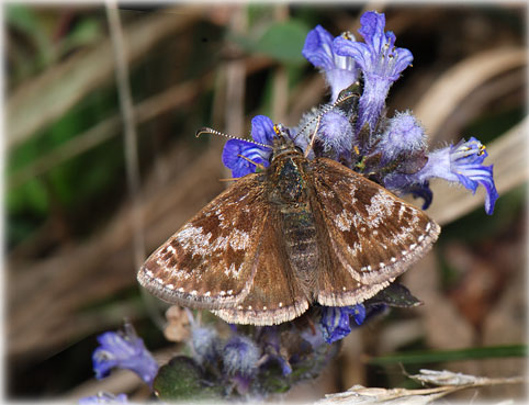 Erynnis tages