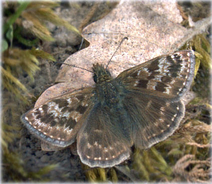 Erynnis tages