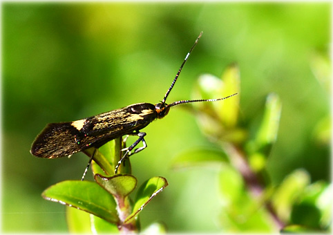 Esperia sulphurella