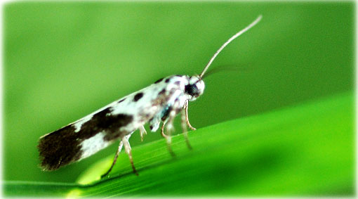 ethmia-quadrillella