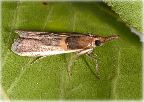 Etiella zinckenella