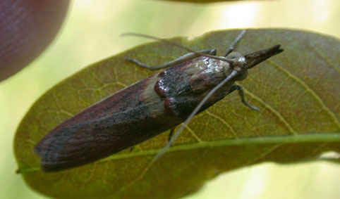 Acrobasis tumidana