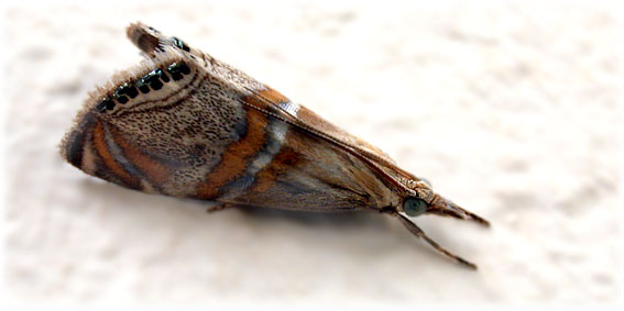 Euchromius bellus