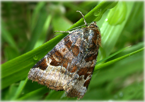 Euclidia glyphica