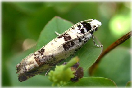 Eucosma-campoliliana