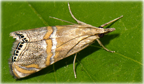 Euchromius