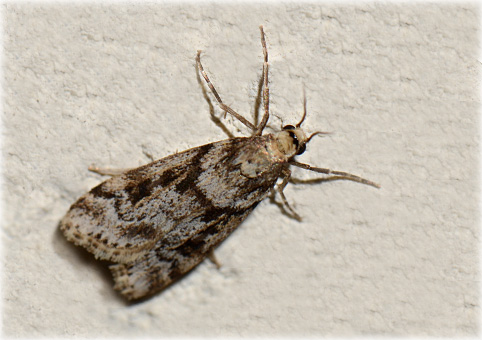 Eudonia augusta