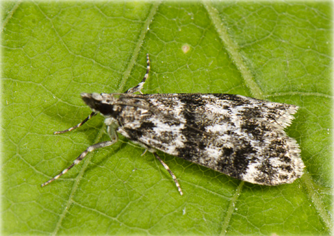 Eudonia delunella