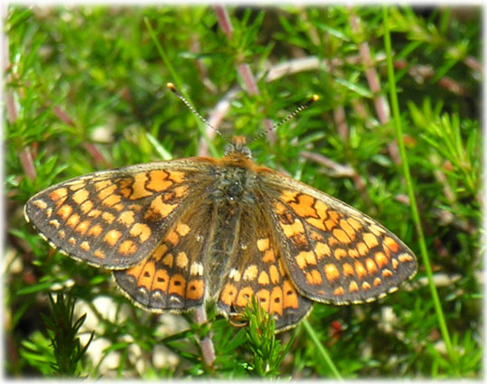 Euphydryas aurinia