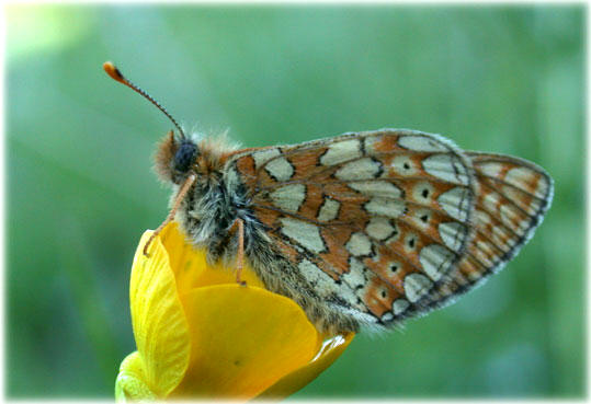 Euphydryas aurinia