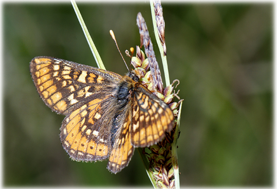 Euphydryas aurinia