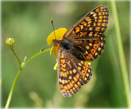 Euphydryas aurinia