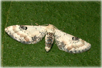 Eupithecia centaureata