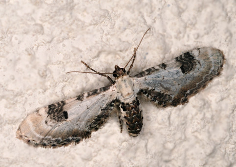 Eupithecia