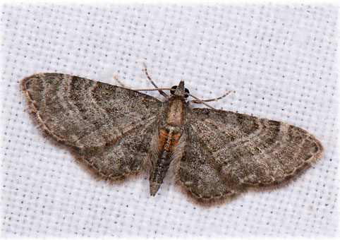 eupithecia haworthiata