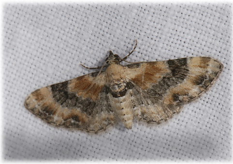 Eupithecia linariata