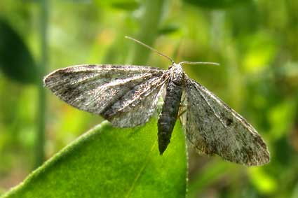 Eupithecia