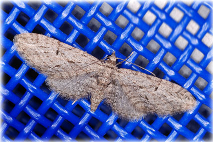 Eupithecia