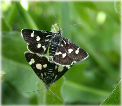 Eurrhypis pollinalis