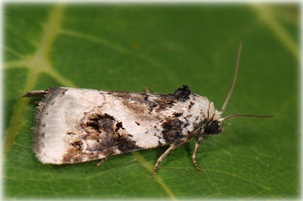 Eustrotia candidula